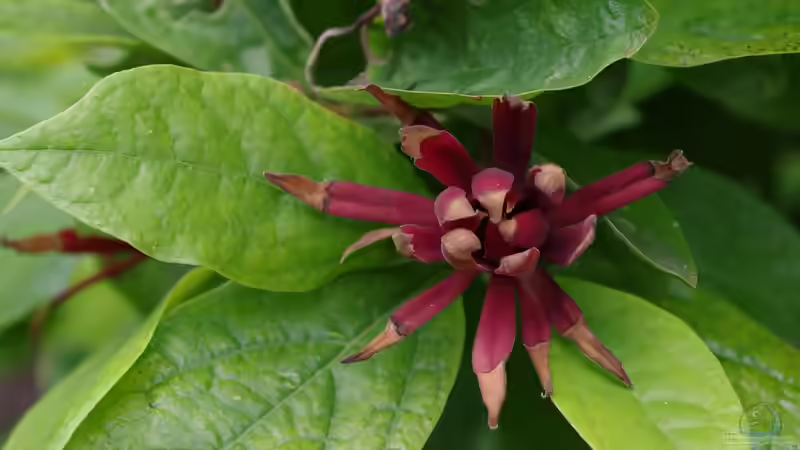 Calycanthus floridus im Garten pflanzen (Einrichtungsbeispiele mit Echter Gewürzstrauch) Calycanthus floridus im Garten pflanzen (Einrichtungsbeispiele mit Echter Gewürzstrauch)