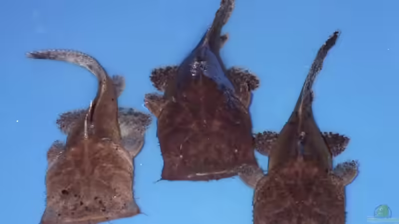 Chaca bankanensis im Aquarium halten (Einrichtungsbeispiele für Indonesischer Großmaulwels) Chaca bankanensis im Aquarium halten (Einrichtungsbeispiele für Indonesischer Großmaulwels)