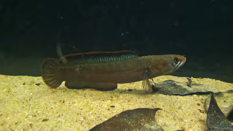 Channa orientalis im Aquarium halten (Einrichtungsbeispiele für Ceylon-Schlangenkopffisch) Channa orientalis im Aquarium halten (Einrichtungsbeispiele für Ceylon-Schlangenkopffisch)