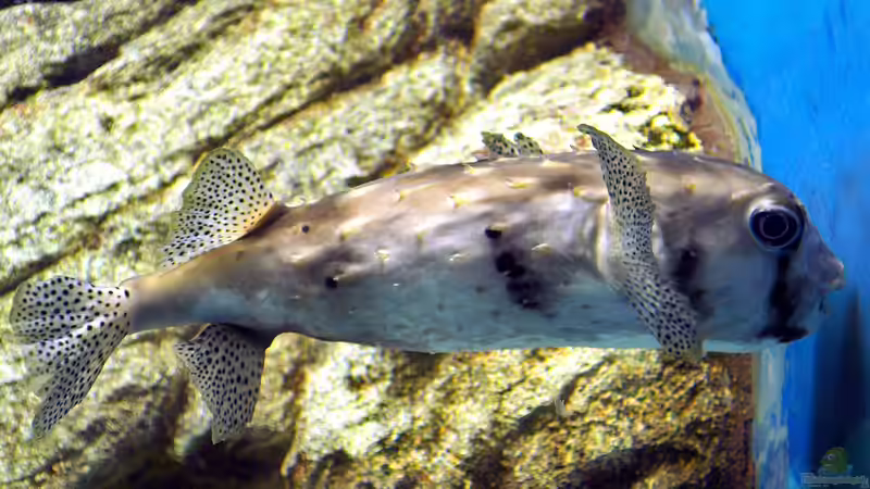 Chilomycterus reticulatus im Aquarium halten (Einrichtungsbeispiele für Netz-Kugelfisch) Chilomycterus reticulatus im Aquarium halten (Einrichtungsbeispiele für Netz-Kugelfisch)