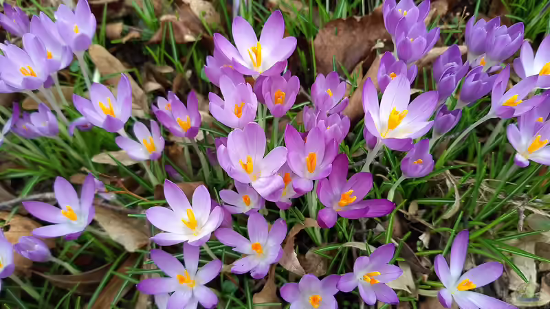 Krokus im Garten pflanzen (Einrichtungsbeispiele mit Crocus-Arten) Krokus im Garten pflanzen (Einrichtungsbeispiele mit Crocus-Arten)