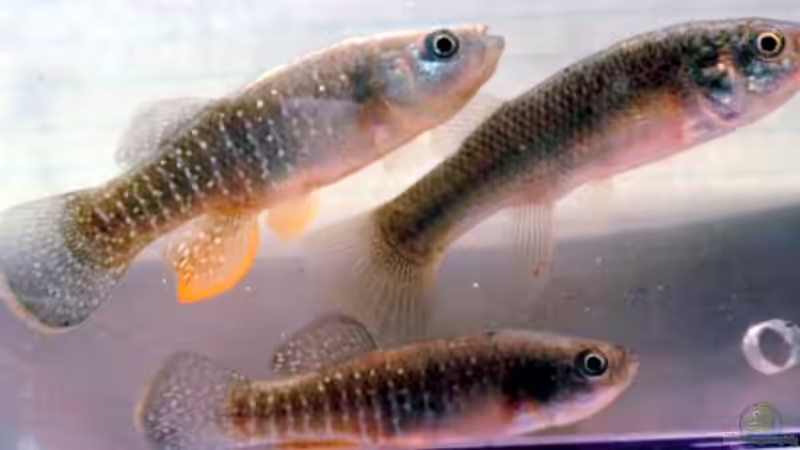 Fundulus heteroclitus im Aquarium halten (Einrichtungsbeispiele für Zebra-Killifisch) Fundulus heteroclitus im Aquarium halten (Einrichtungsbeispiele für Zebra-Killifisch)