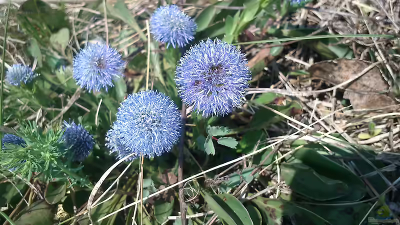 Globularia punctata im Garten pflanzen (Einrichtungsbeispiele mit Echte Kugelblume) Globularia punctata im Garten pflanzen (Einrichtungsbeispiele mit Echte Kugelblume)