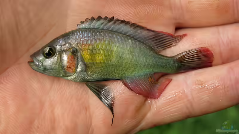 Haplochromis stappersii im Aquarium halten (Einrichtungsbeispiele für Haplochromis stappersii) Haplochromis stappersii im Aquarium halten (Einrichtungsbeispiele für Haplochromis stappersii)