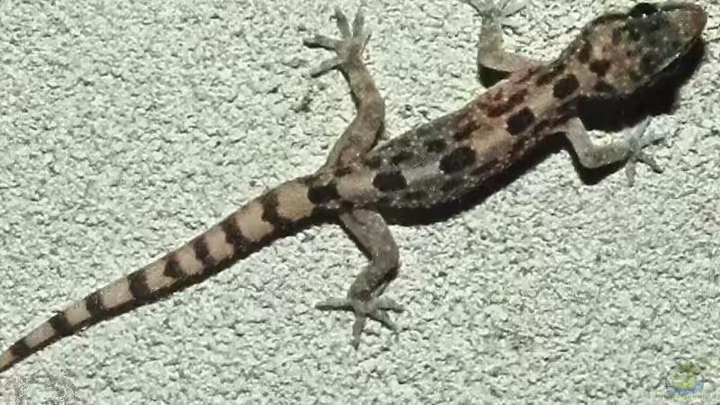 Hemidactylus angulatus im Terrarium halten (Einrichtungsbeispiele für Gepunkteter Hausgecko) Hemidactylus angulatus im Terrarium halten (Einrichtungsbeispiele für Gepunkteter Hausgecko)