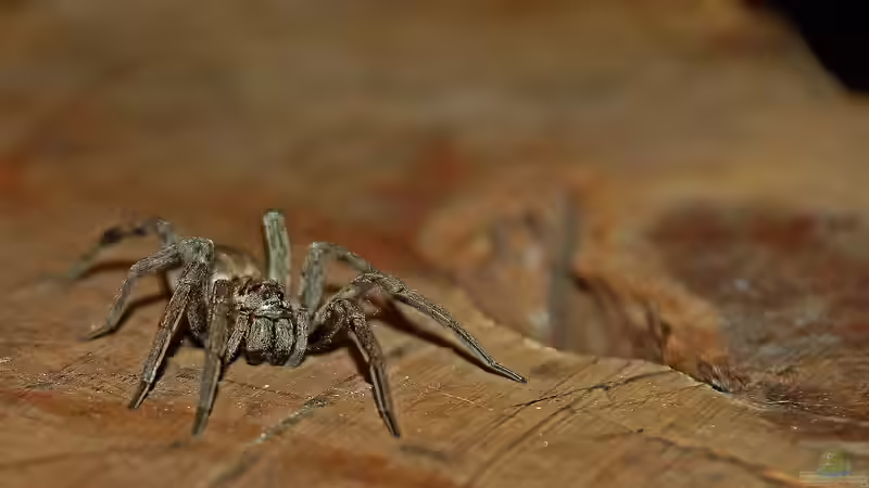 Hogna radiata im Terrarium halten (Die Schwarzbäuchige Tarantel als Haustier) Hogna radiata im Terrarium halten (Die Schwarzbäuchige Tarantel als Haustier)