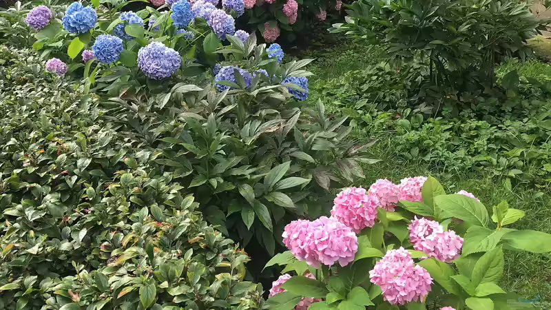 Hydrangea macrophylla im Garten pflanzen (Einrichtungsbeispiele mit Gartenhortensie) Hydrangea macrophylla im Garten pflanzen (Einrichtungsbeispiele mit Gartenhortensie)