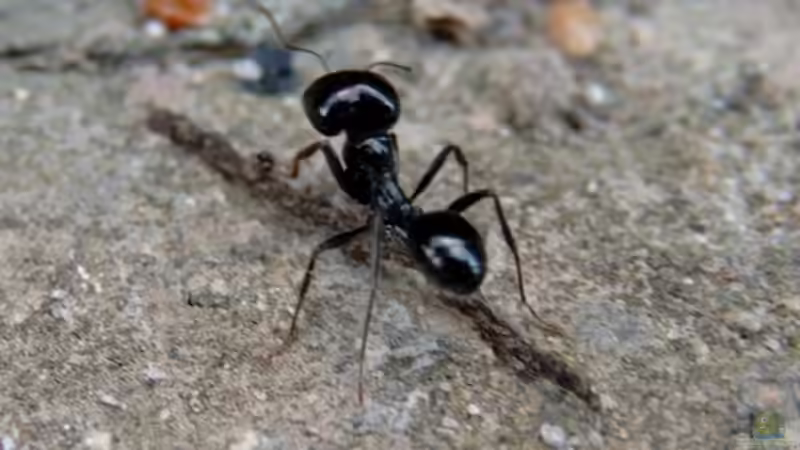 Messor barbarus im Formicarium halten (Einrichtungsbeispiele für Westliche Ernteameise) Messor barbarus im Formicarium halten (Einrichtungsbeispiele für Westliche Ernteameise)