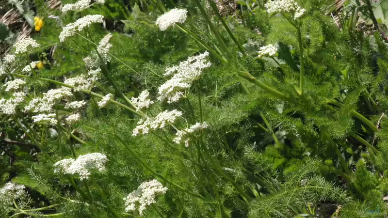Meum athamanticum im Garten pflanzen (Einrichtungsbeispiele mit Bärwurz) Meum athamanticum im Garten pflanzen (Einrichtungsbeispiele mit Bärwurz)