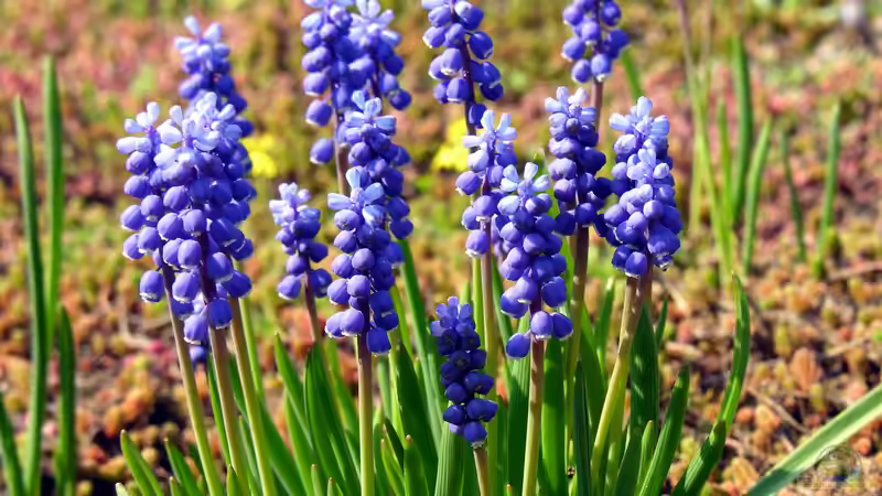 Traubenhyazinthen im Garten pflanzen (Einrichtungsbeispiele mit Muscari-Arten) Traubenhyazinthen im Garten pflanzen (Einrichtungsbeispiele mit Muscari-Arten)