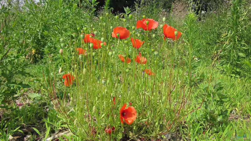 Papaver rhoeas im Garten pflanzen (Einrichtungsbeispiele mit Klatschmohn) Papaver rhoeas im Garten pflanzen (Einrichtungsbeispiele mit Klatschmohn)