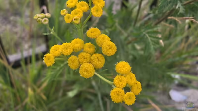 Tanacetum vulgare im Garten pflanzen (Einrichtungsbeispiele mit Rainfarn) Tanacetum vulgare im Garten pflanzen (Einrichtungsbeispiele mit Rainfarn)
