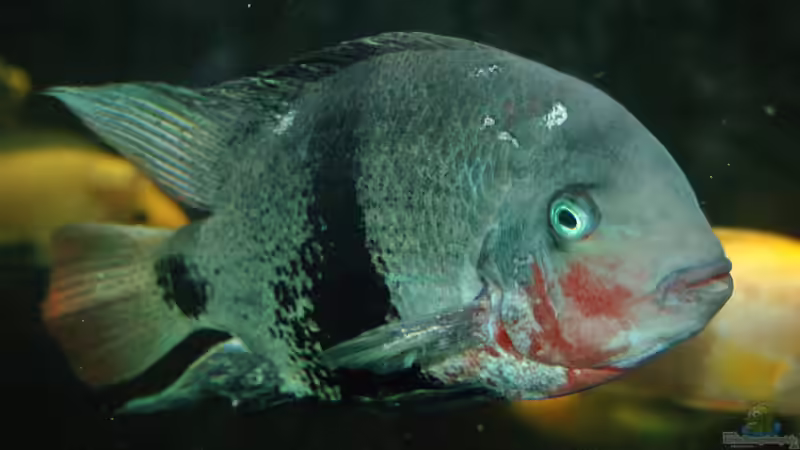 Vieja maculicauda im Aquarium halten (Einrichtungsbeispiele für Schwarzgürtelbuntbarsche) Vieja maculicauda im Aquarium halten (Einrichtungsbeispiele für Schwarzgürtelbuntbarsche)