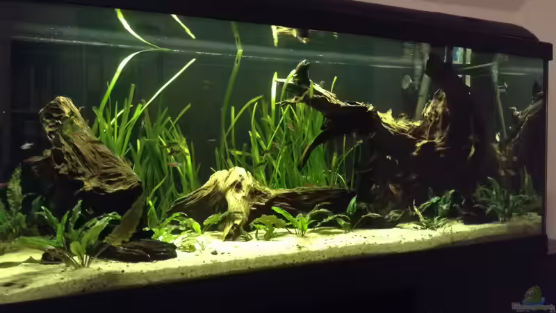 Aquarium 