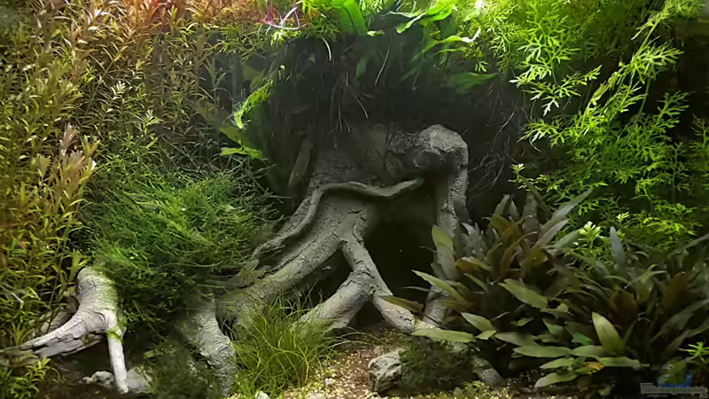 Aquarium 46 Tage nach der Einrichtung