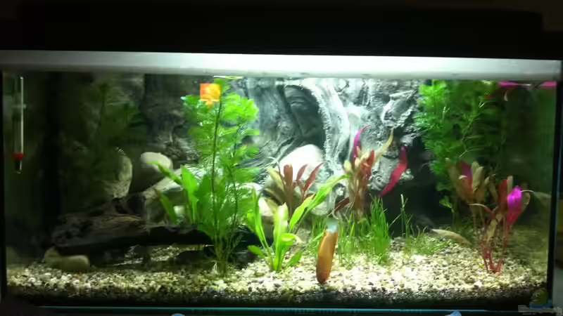 Aquarium am 11.02.2014