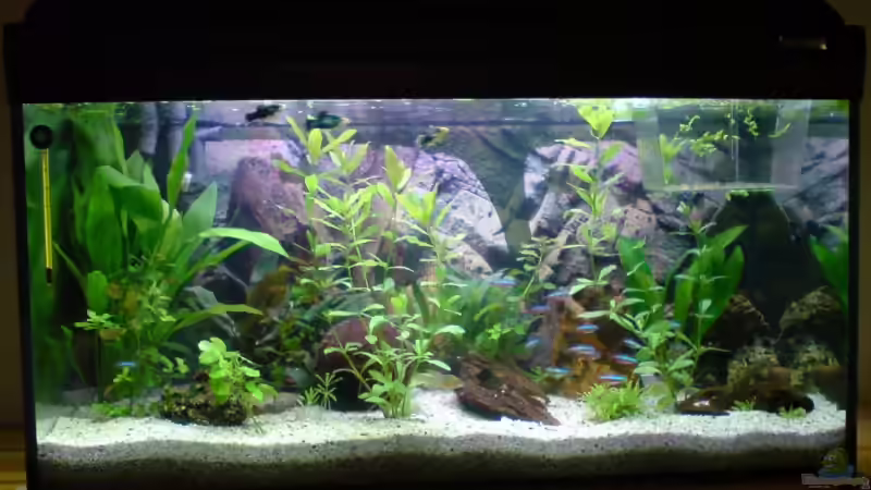 Aquarium am 9.09.2008