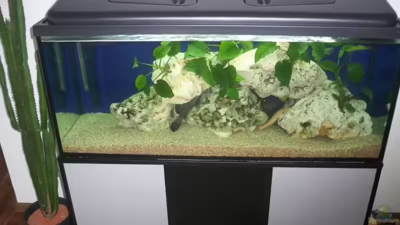 Aquarium (am Anfang)