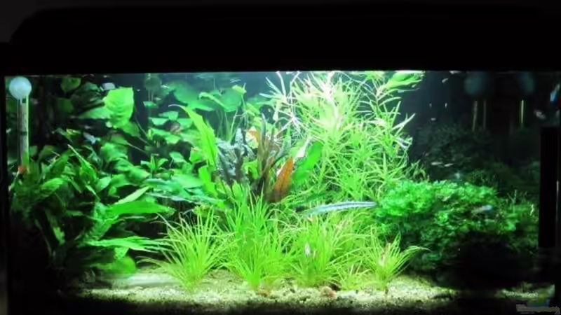 Aquarium-Frontbild