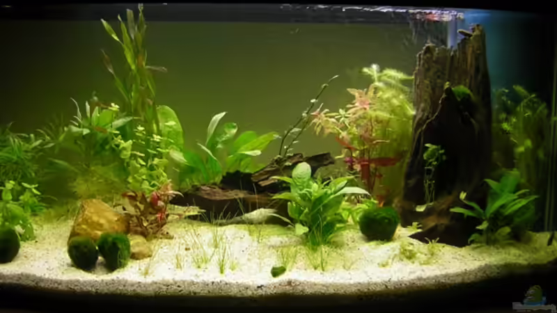 Aquarium Gesamtansicht am Tag der Einrichtung 21.01.2007