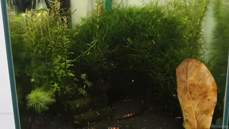 Aquarium Hauptansicht von 1. Versuch Nano Cube