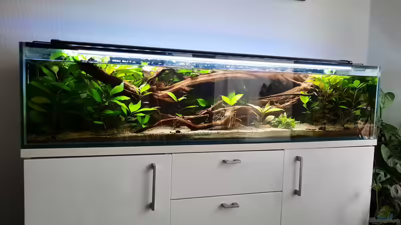 Aquarium Hauptansicht von 130cm Asiatisches Flachwasser-Biotop