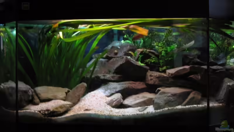 Aquarium Hauptansicht von 160l Tanganjika (Existiert nicht mehr!)