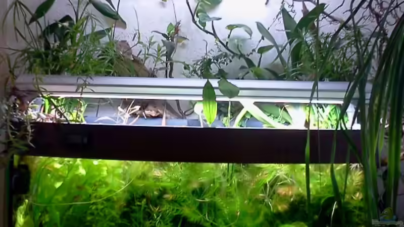 Aquarium Hauptansicht von 180 Liter Juwel Perlhuhnbecken