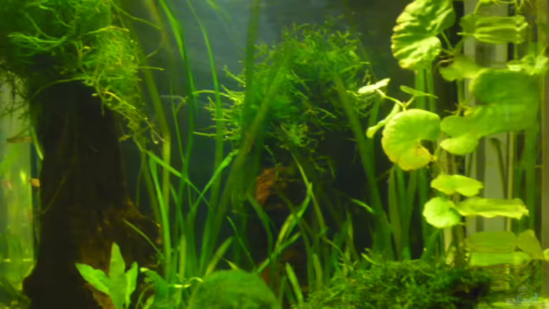 Aquarium Hauptansicht von 27 l