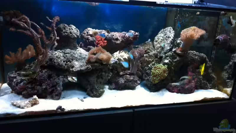 Aquarium Hauptansicht von 300L44