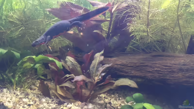 Aquarium Hauptansicht von 33928 feuerbauchmolche