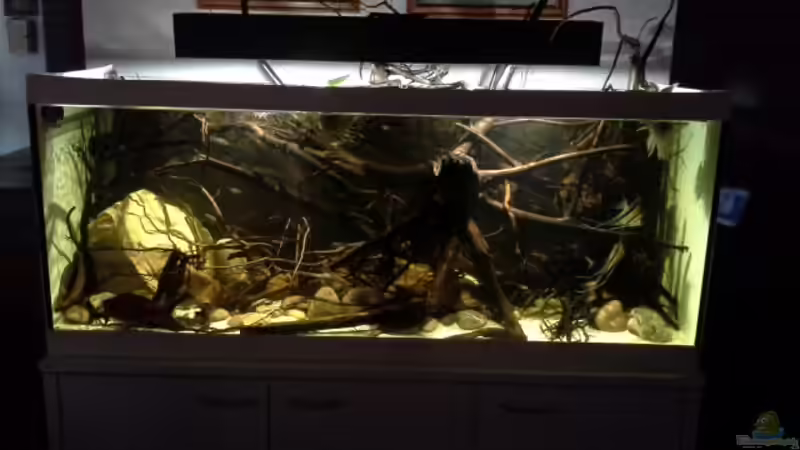 Aquarium Hauptansicht von 450 l Wurzelbiotop