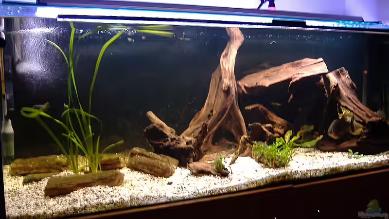 Aquarium Hauptansicht von 480L Piranha Naturbecken