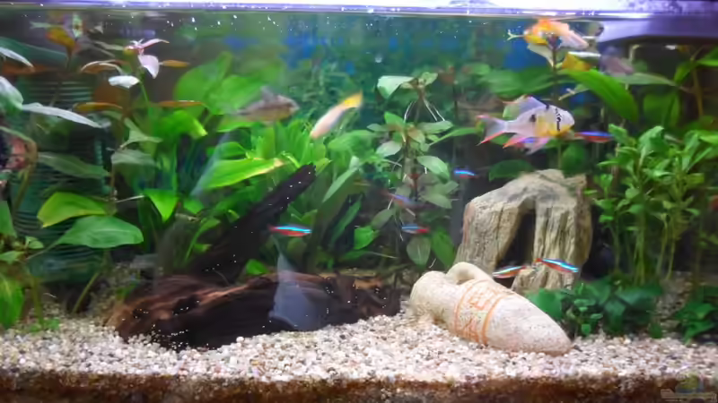 Aquarium Hauptansicht von 54 liter Gesellschaftsbecken