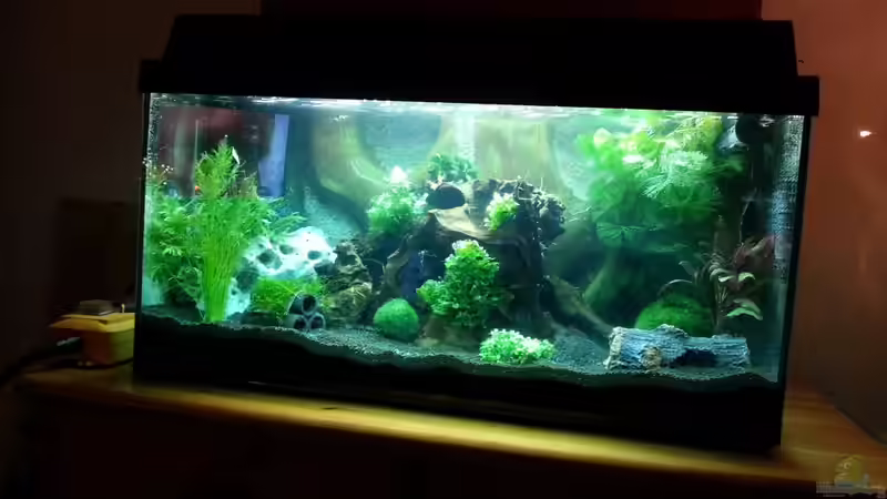 Aquarium Hauptansicht von 54 Liter Wirbellose