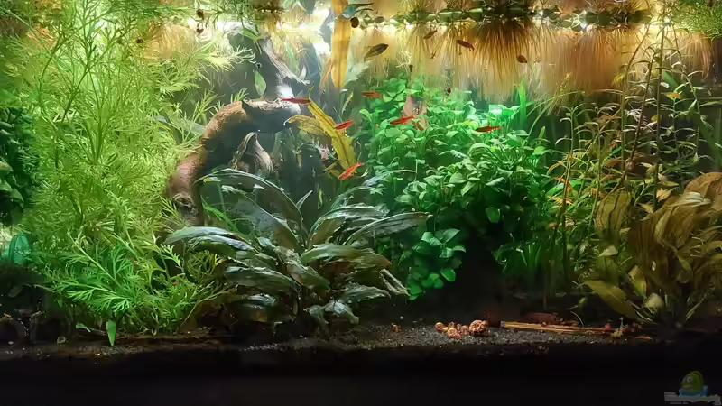 Aquarium Hauptansicht von 54l für Knurrer (aufgelöst)