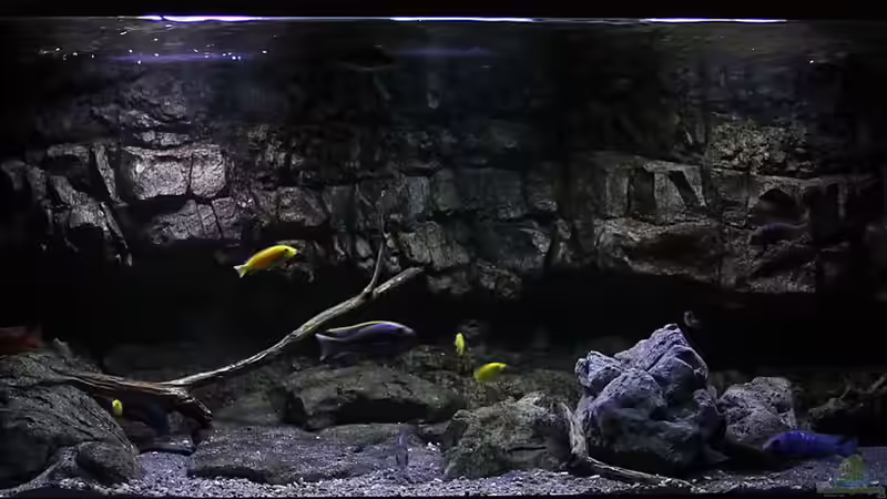 Aquarium Hauptansicht von 575 Liter Malawibecken