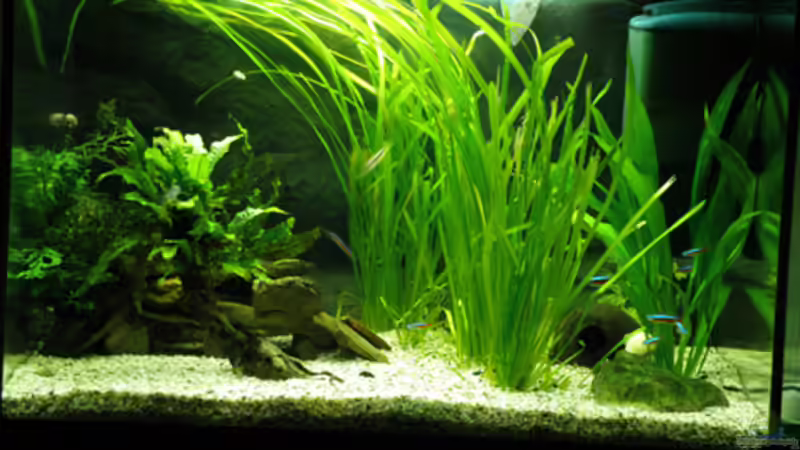 Aquarium Hauptansicht von 84 Südamerika alt
