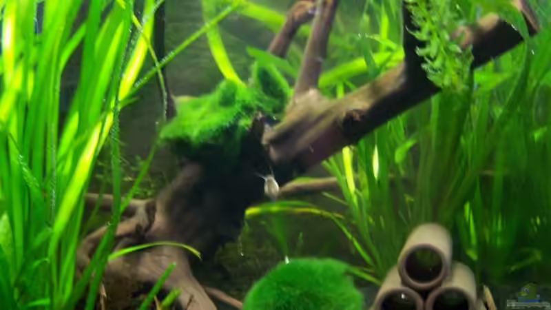 Aquarium Hauptansicht von Amanos und Atyas