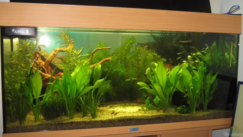 Aquarium Hauptansicht von Anfänger Becken 19.8.09