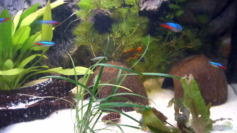 Aquarium Hauptansicht von Apistogramma Cacatuoides Zuchtbecken