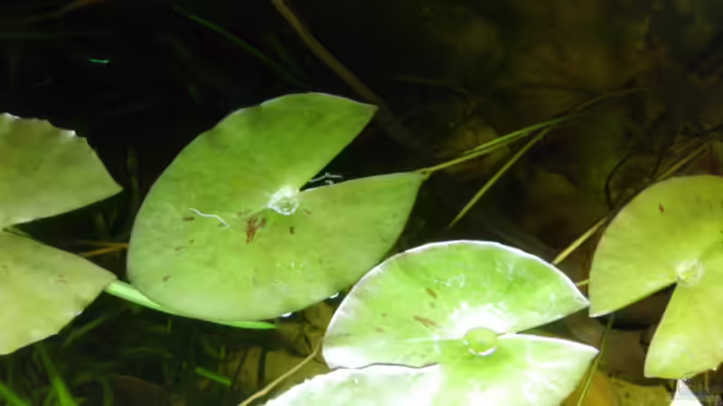 Aquarium Hauptansicht von Apistogramma nijsseni & Peru Altum