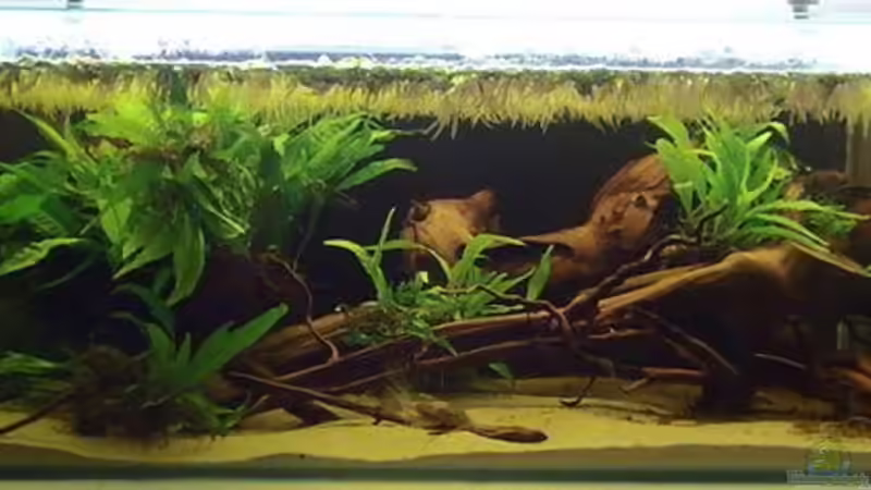 Aquarium Hauptansicht von Artenbecken Betta Macrostoma