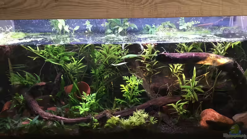Aquarium Hauptansicht von Artenbecken für Channa spec. "Red Fin"