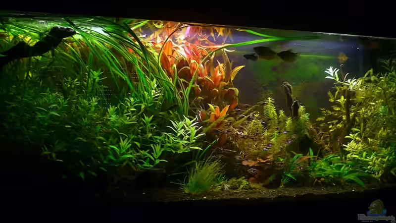 Aquarium Hauptansicht von Asian Dream