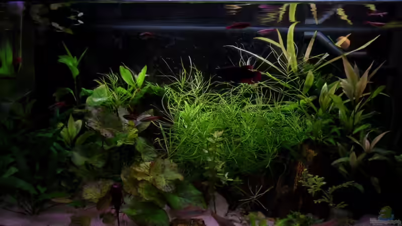 Aquarium Hauptansicht von Asiatische grüne Hölle (Nicht mehr existent)