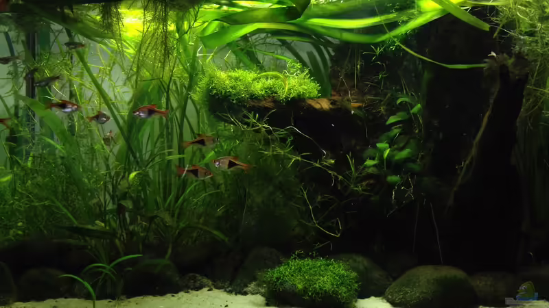 Ein Bachlauf-Aquarium einrichten (Einrichtungsbeispiele für Bachlauf-Aquarien) Ein Bachlauf-Aquarium einrichten (Einrichtungsbeispiele für Bachlauf-Aquarien)