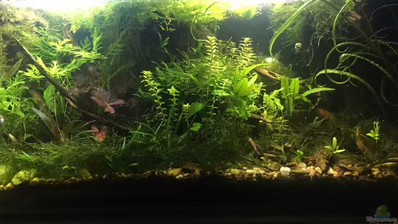 Aquarium Hauptansicht von Asienbecken "Badis ruber"