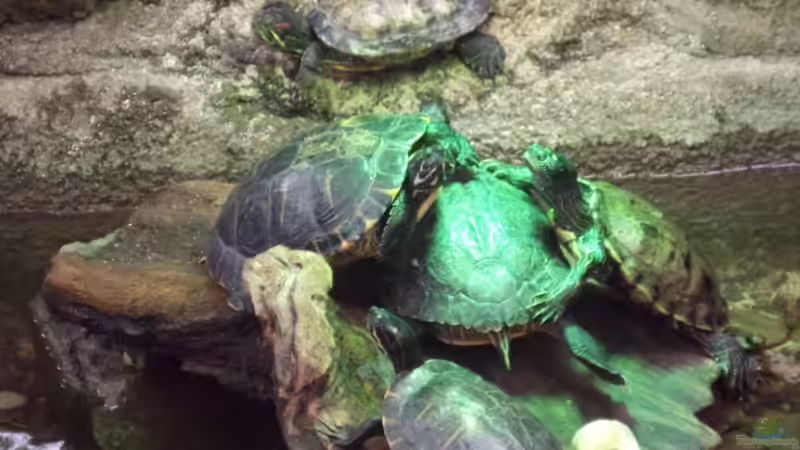 Aquarium Hauptansicht von auf ein neues
