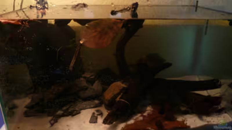 Aquarium Hauptansicht von Aufzucht Krebse